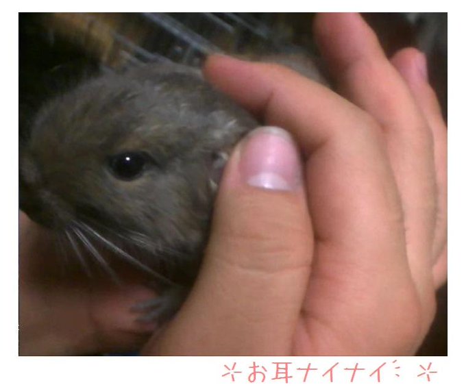 デグーのtwitterイラスト検索結果 古い順