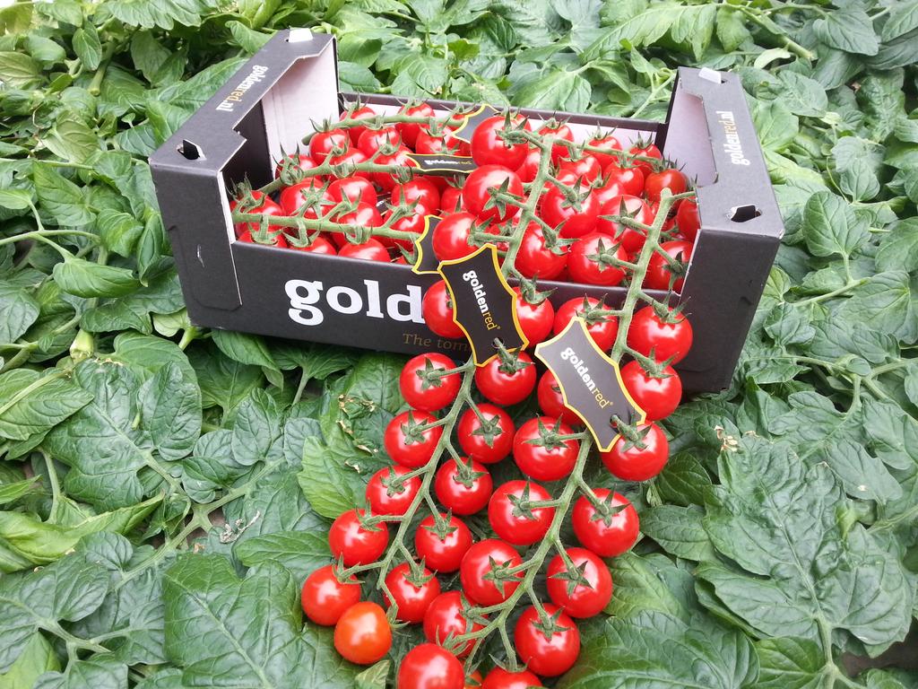 Weer een groente speciaalzaak die de golden taste tomaat heeft ontdekt
Dit keer in de lier