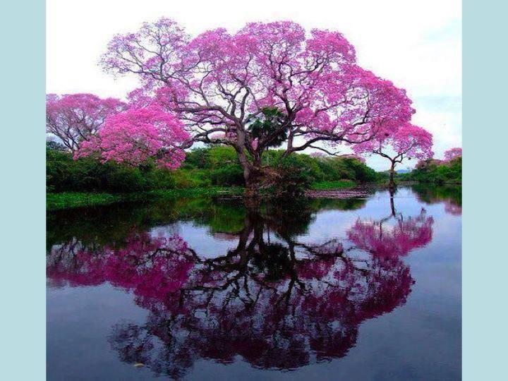 PeaceVillageNY's tweet photo. The beauty you see in me is a reflection of you.
~Rumi http://t.co/2yoMDGQtZT