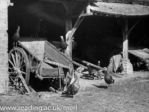 TheMERL's tweet photo. ♫ On the 9th day of Christmas my museum sent to me: 9 turkeys chilling ♫ (Eric Guy, 1940s) #12DaysOfChristmas #12off http://t.co/Wz6qKE4JpU