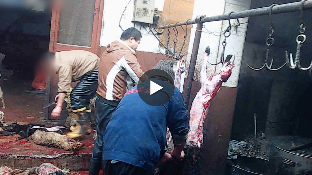 peta's tweet photo. Dogs BASHED, SKINNED &amp; DISMEMBERED 4 leather: http://t.co/FSpjNO3e9x

RT to show ppl what they’re BUYING! #DogLeather http://t.co/dq7g2RURpd