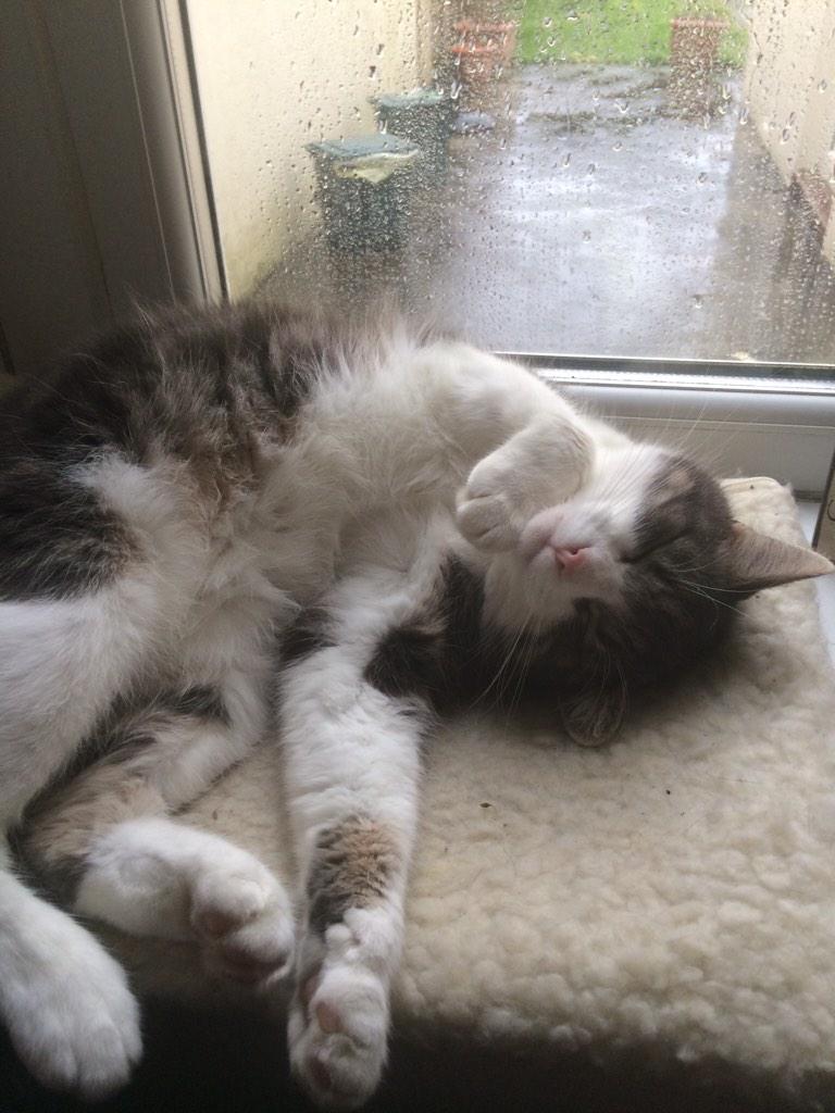 LeoTheKitty1's tweet photo. It's cold and wet so snuggle time #wlf http://t.co/w7GYGS7MAu