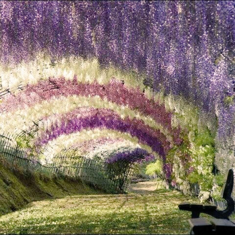 russellcrowe's tweet photo. A friend sent me this, I don't know where it is, but isn't it just so beautiful , imagine walking under it ... http://t.co/FxmsU0ZF8U
