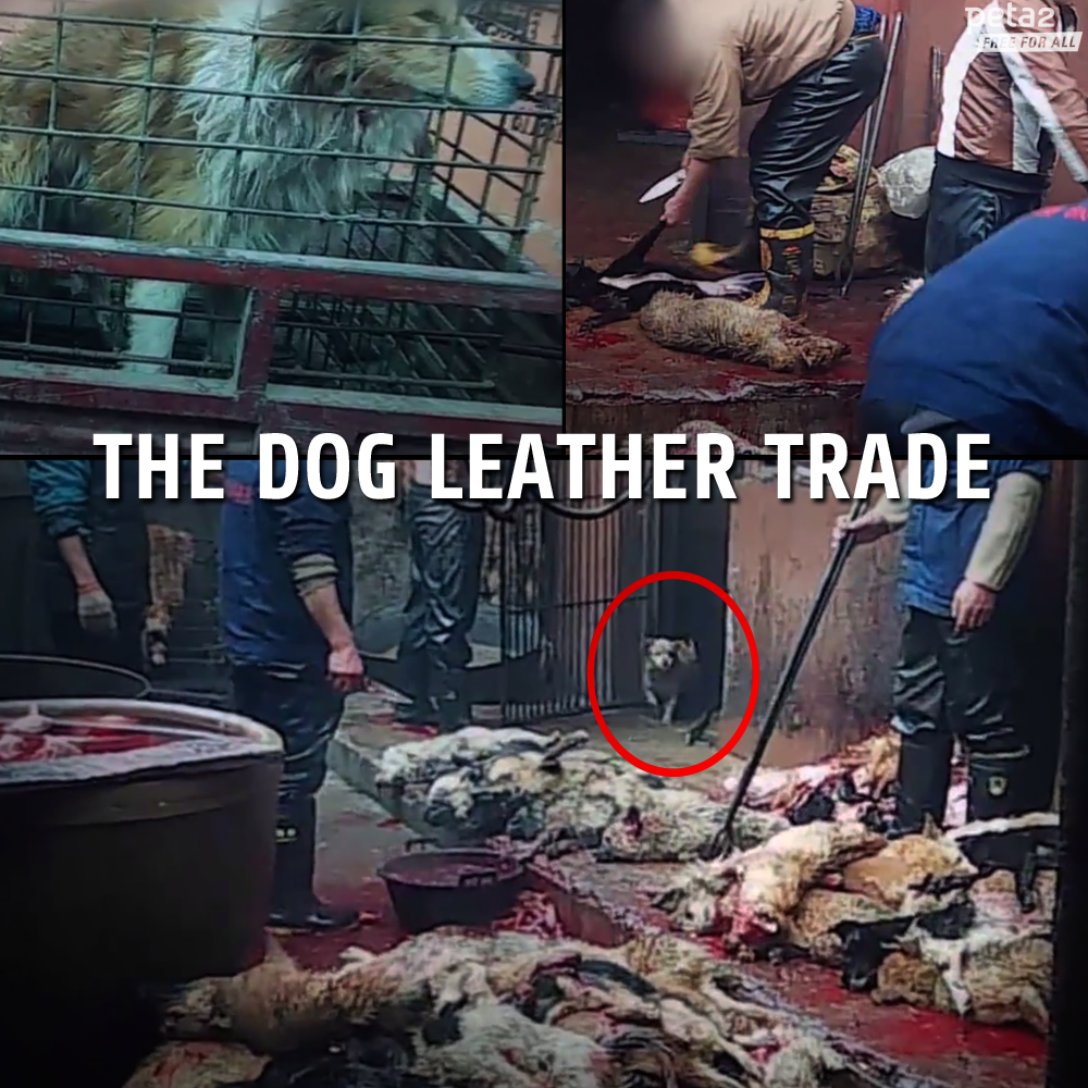 PETAShares's tweet photo. BREAKING!!
 
FINALLY brutal SLAUGHTER of dogs for leather is REVEALED.
 
What they do: http://t.co/qgIBBja8lo http://t.co/dWYDeYO5Yt
