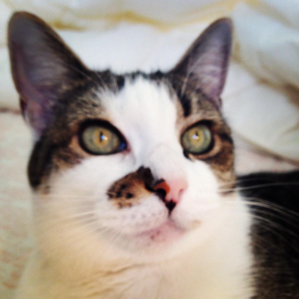 RobotSkull's tweet photo. #cats #catsofinstragram http://t.co/7mYxyqPX1q