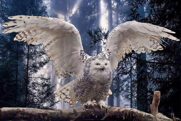 Elverojaguar's tweet photo. https://t.co/QpshDPHu7d
