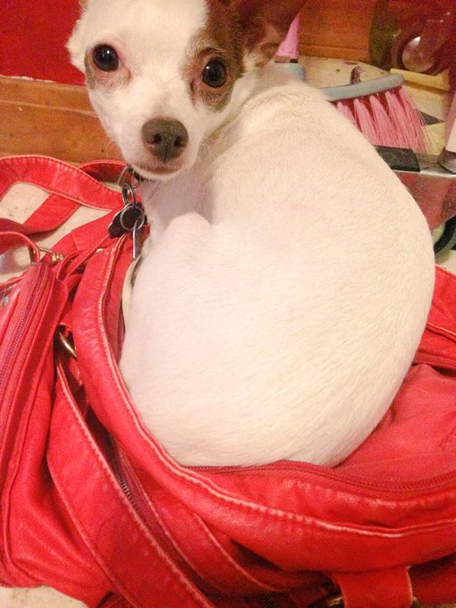 And here I thought ppl with dogs in there purses were crazy...apparently some choose to be in there!<a href="/tag/liveonstreamate"class="tags"><span>#liveonstreamate</span></a><a href="/tag/bush"class="tags"><span>#bush</span></a><a href="/tag/hairypussy"class="tags"><span>#hairypussy</span></a>