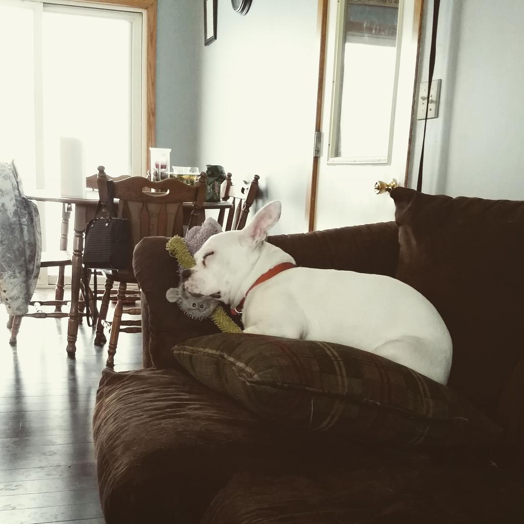 DanielleIllg's tweet photo. #snugglypuppy http://t.co/QX2H4euOxP