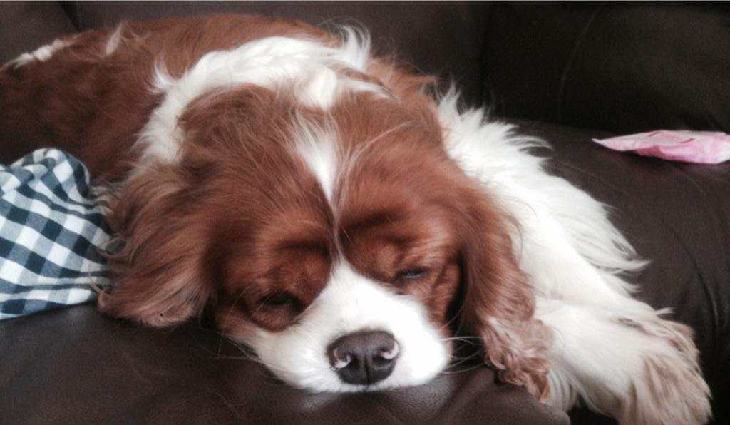 AmsSmith_x's tweet photo. @StereoKicks #AskRecce my dog is cuter than yoursππ http://t.co/DDmMwcFEPP