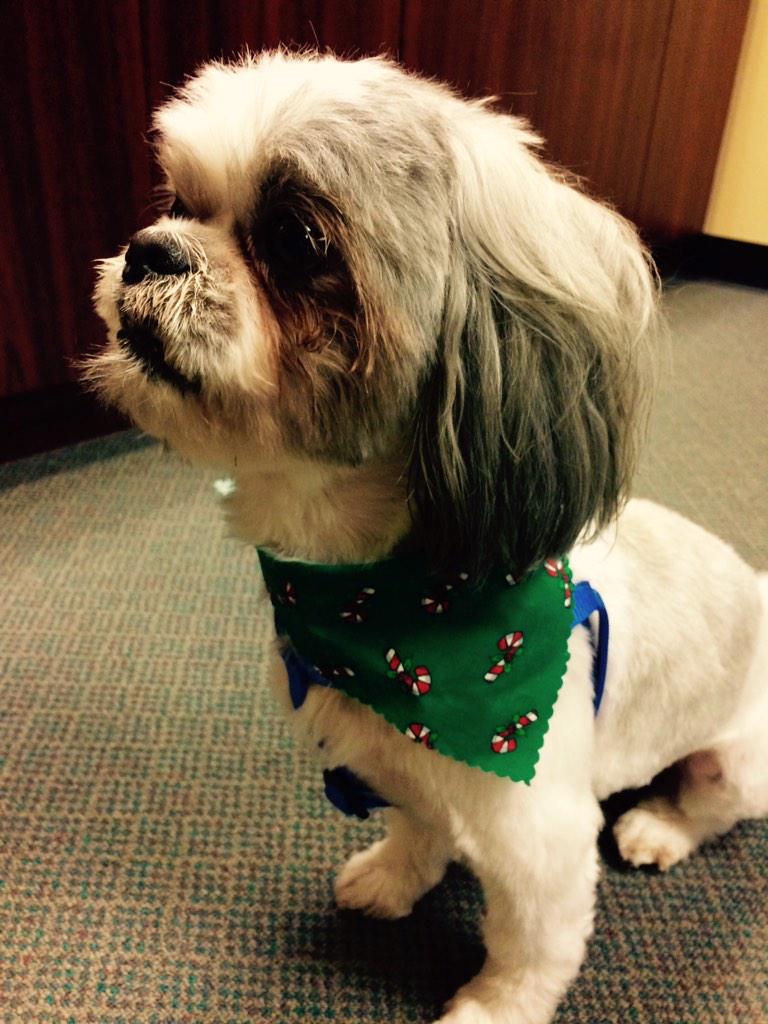 BoxOfficeDogVT tweet picture