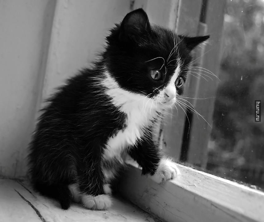 грусть собака. одиночество девушка. я грущу. открытка грустно. кот скучает.