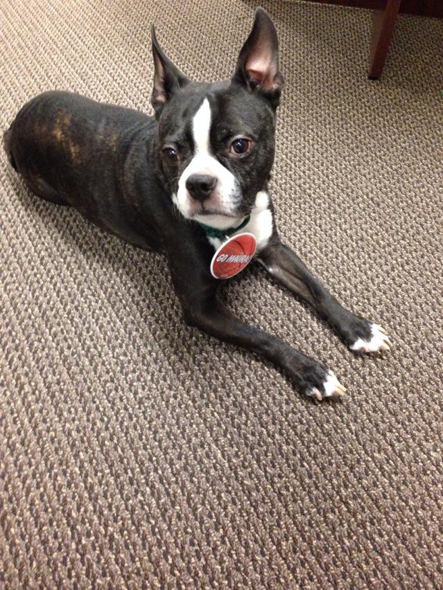 maura_healey's tweet photo. Remy is a @maura_healey fan! #Dogs4Maura. http://t.co/UkS2690CyD