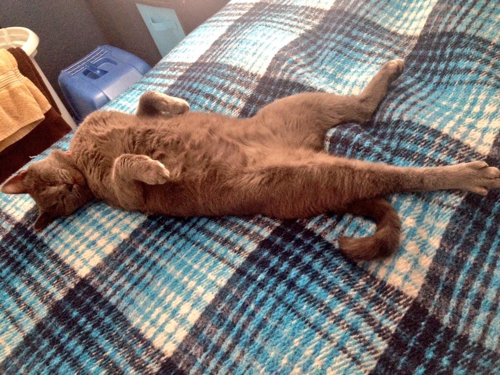 kcherrypi96's tweet photo. Comfy ? 😴😂 http://t.co/jdGIuzl9Jn