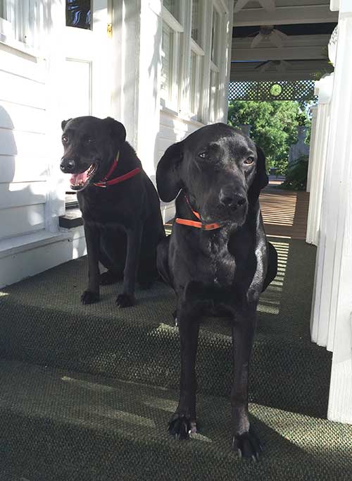 FSchodowski's tweet photo. “@StetsonU: #AcademicFirstDogs - Black labs Puppy http://t.co/fTjsehpmHl” I'm all set when I become college prez w my 2 black labs!