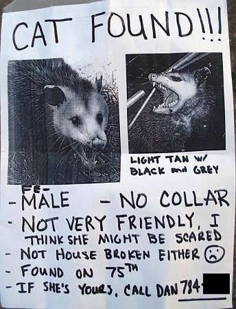 SeanParry3's tweet photo. If anybody has lost their cat, I found it http://t.co/IGBTFZMb3v