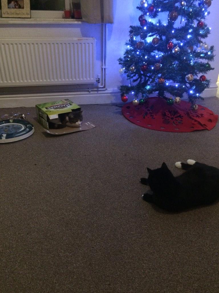 LeoTheKitty1's tweet photo. No moo you can't have this box #wlf http://t.co/5NgrHzEpxQ