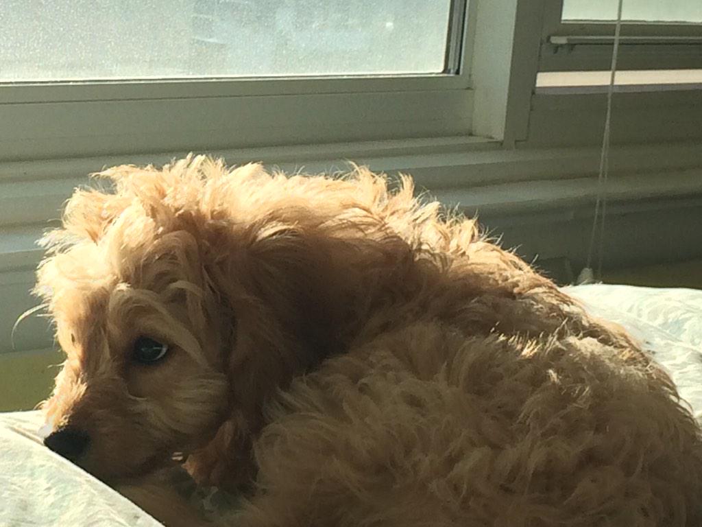 Off to Kansas City on a last minute work trip. I'm gonna miss my puppy...oh yeah, &amp; my husband too #puppyparent