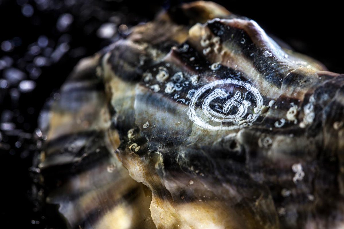 Gillardeau moet Gillardeau zijn #gillardeau #oysters 

adrienzoon.com/pages/nl/gilla…