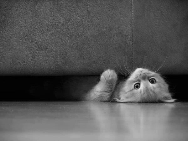 Есть маленький секрет. Кошка под диваном. Котенок под диваном. Котенок выглядывает из-под дивана. Очень грустно.