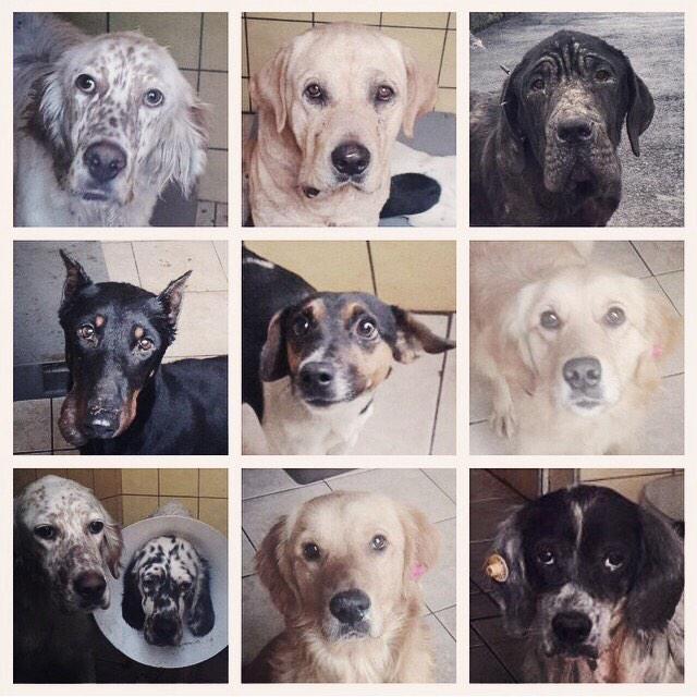 🐾#TanışOnunla

Bu kuçulardan birine geçici yuva olmak ister misin? Aslında böylece kendini tanıma fırsatın olacak. :)