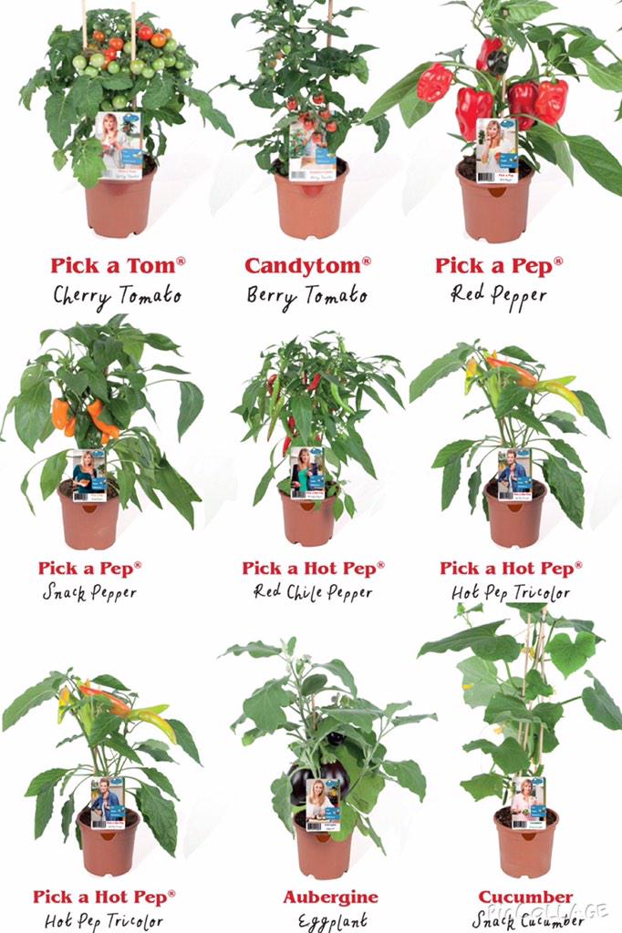 Nog even en deze toppers staan weer vrolijk in de schappen..... Kijkt u er ook zo naar uit? Zo gaaf!!! #Pick-&amp;-Joy