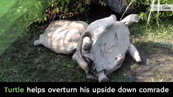 GuyKawasaki's tweet photo. Turtle helps overturn his upside down comrade [video] http://t.co/zTUfrmX4rB http://t.co/ss21m32JFP