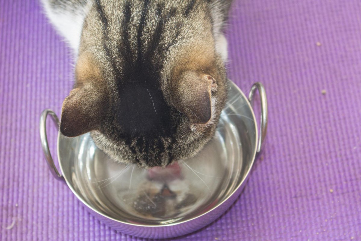 WhingeyCat's tweet photo. Drinking chilled water and seeing my own reflection... purrrfect! #vainkitty http://t.co/Y0XhXiY8Ml