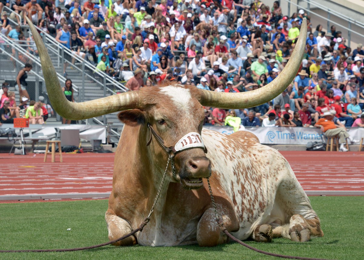 The Longhorn Network will air five hours of Bevo roaming a ranch on Christmas morning. ble.ac/13iV6E1