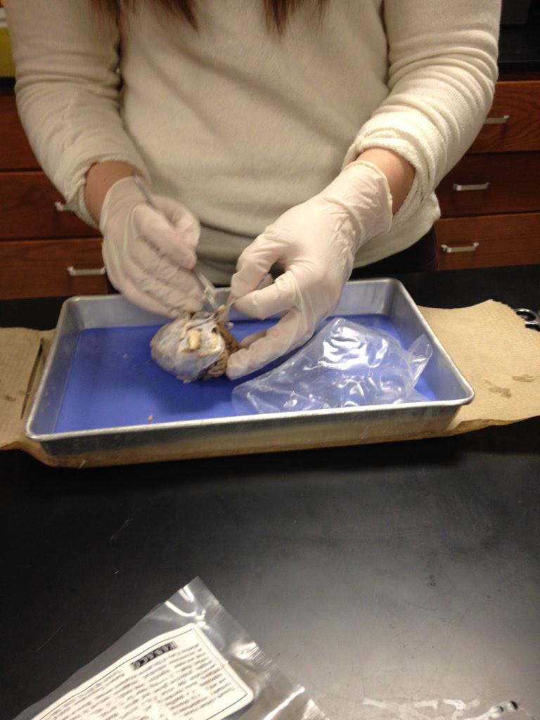 Da_Eager_Beaver's tweet photo. @k_richardss @JordanC_03 @Danny_jones77 #RHSBMS @wearrrichmond BRAIN DISSECTIONS! http://t.co/oHtNq9Yv83