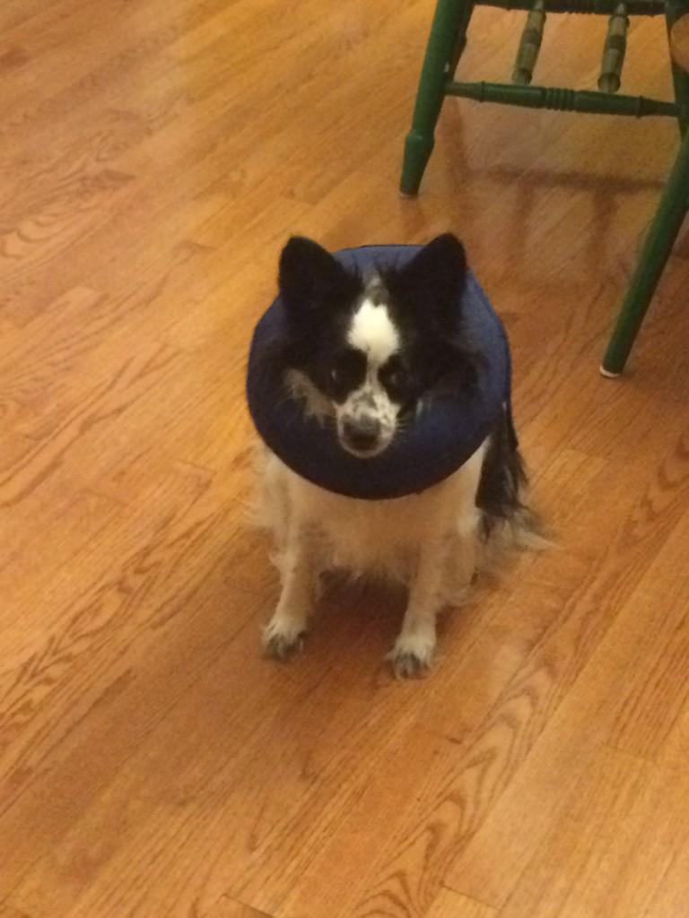 Carisa_Rose's tweet photo. Somebody's got a boo boo 😟 #inflatablecollar #shesnothappy #Cali #NC http://t.co/TyxxNBBEK5