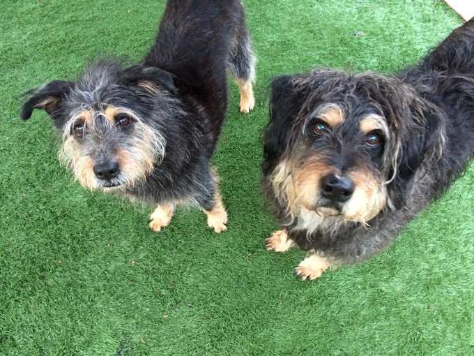 Taz & bugsy are the best they need a forever home http://t.co/KhHBWsSuS9 #AdoptDontShop http://t.co/