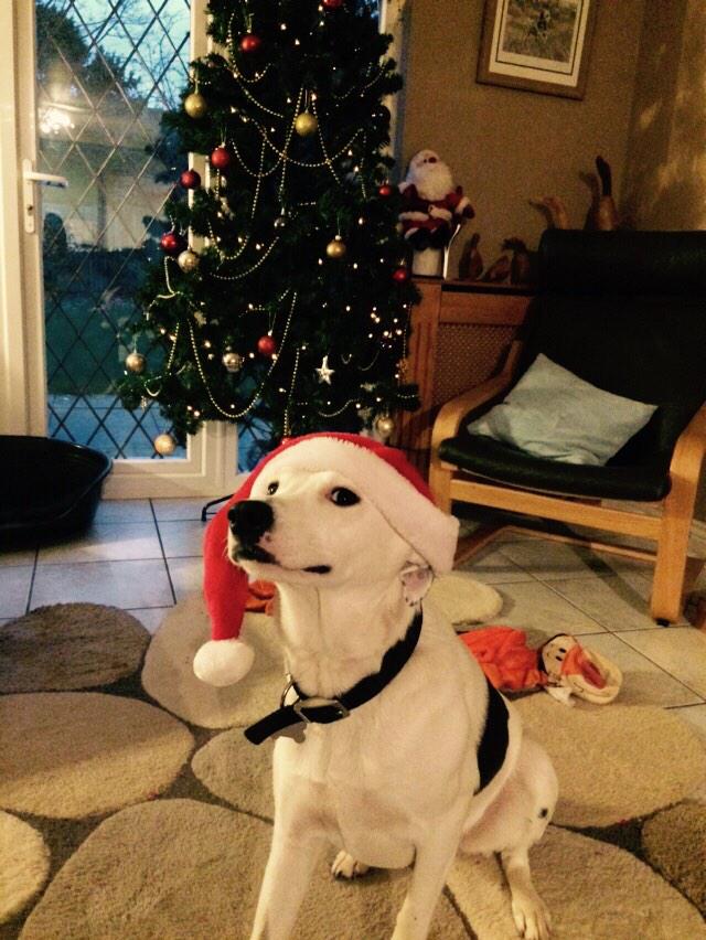 AlisonV_tesco's tweet photo. Hey Santa don't forget to call With our pressies We are all ready #itschristmas http://t.co/kpiSpAZelA