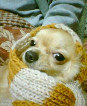 smiling1119's tweet photo. おはよーございます♪
今日のミューは、バアバに編んでもらった洋服を着てパシャリ♪♪♪マフラーもあった（笑）なぜかバアバとお揃い・・・
なぜ私のがないのだぁー(๑´•.̫ • `๑)
今日もステキな１日をお過ごしくださいね♪ http://t.co/rX5PT5r1sB
