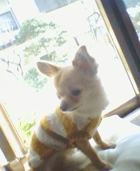 smiling1119's tweet photo. おはよーございます♪
今日のミューは、バアバに編んでもらった洋服を着てパシャリ♪♪♪マフラーもあった（笑）なぜかバアバとお揃い・・・
なぜ私のがないのだぁー(๑´•.̫ • `๑)
今日もステキな１日をお過ごしくださいね♪ http://t.co/rX5PT5r1sB