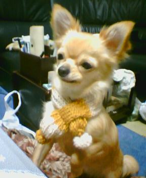 smiling1119's tweet photo. おはよーございます♪
今日のミューは、バアバに編んでもらった洋服を着てパシャリ♪♪♪マフラーもあった（笑）なぜかバアバとお揃い・・・
なぜ私のがないのだぁー(๑´•.̫ • `๑)
今日もステキな１日をお過ごしくださいね♪ http://t.co/rX5PT5r1sB
