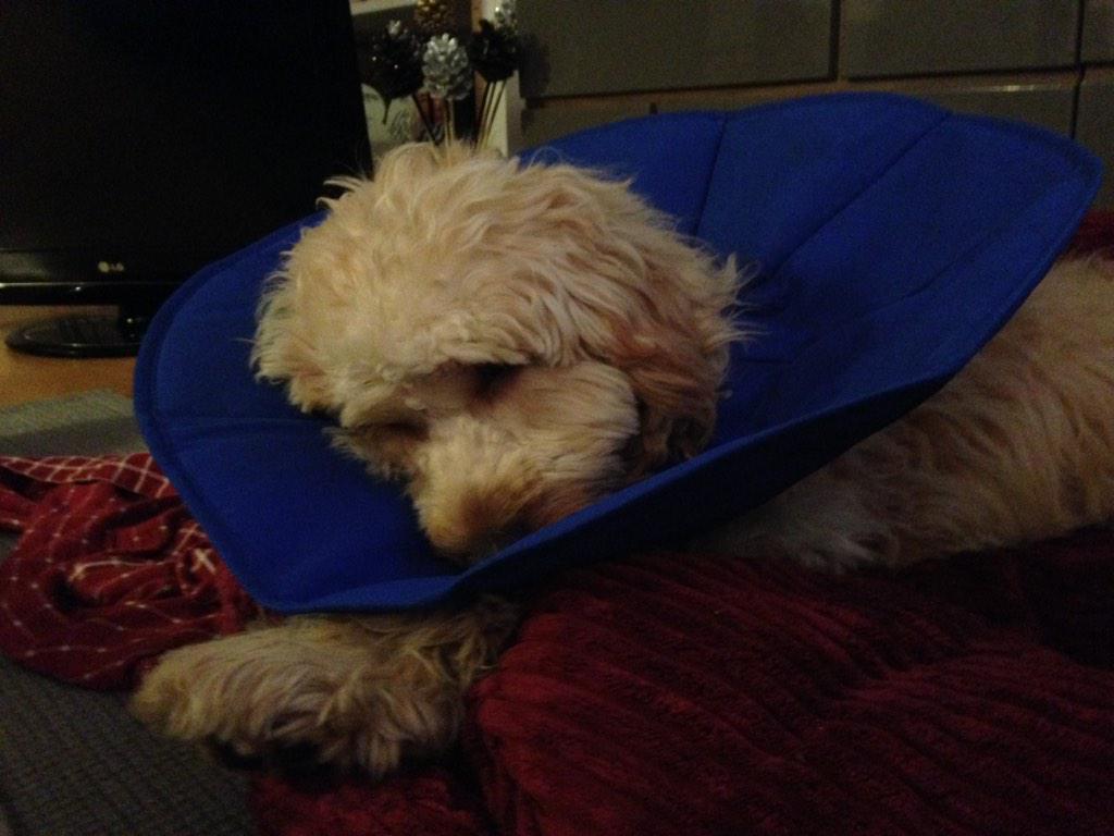 PaddingtonDog's tweet photo. @Natsu_Doted I have had to have an operation downstairs! I'm on the mend though... http://t.co/ByAzFDqWAl
