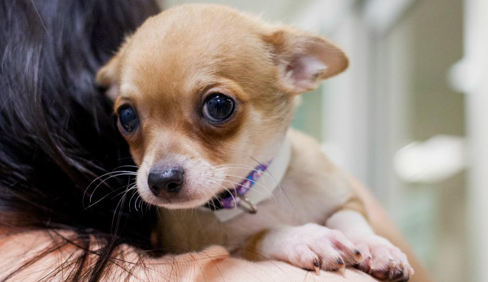 ASPCA's tweet image. We all have sad puppy eyes over @StephenAtHome&apos;s last episode! #SantaPaws #ColbertReport