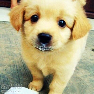 Lillian5789's tweet photo. How cute the puppy is~~!  it is so cute that touched my heart. http://t.co/0LoYD7eEY5