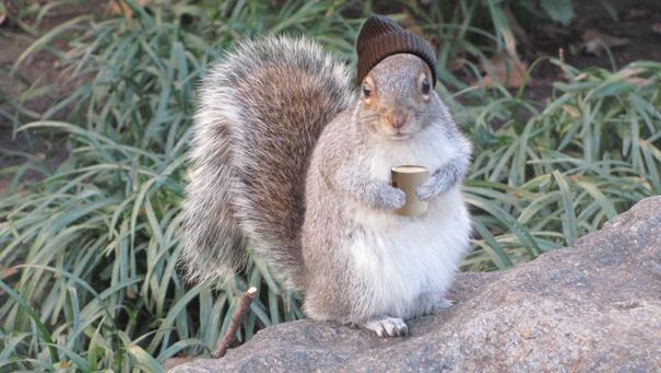 NYC's tweet photo. 7 New York City Squirrels Share What They Learned In 2014
http://t.co/if1OKG1kI3 via @BuzzFeed #NYC http://t.co/5hRv6EsNPu