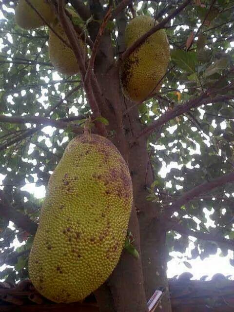 Local fruit campaign, buah lokal, #Indonesia <a href="/saididu/">Muhammad Said Didu</a> <a href="/bayukr/">Bayu Krisnamurthi</a> <a href="/unilubis/">unilubis</a> @teguhjo <a href="/nengherba/">Neneng Herbawati</a> <a href="/AlumniIPB/">Himpunan Alumni IPB</a> <a href="/nellosw/">Nelly Oswini</a>