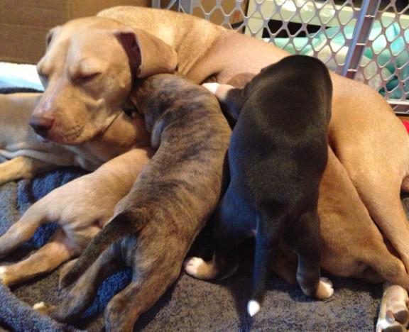 #TBT to when this was my daily life... #motherhood #lovemypups