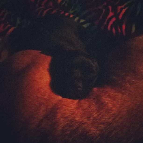 CandyLynnn1's tweet photo. #PitBull #puppylove http://t.co/4qZDq65ar2