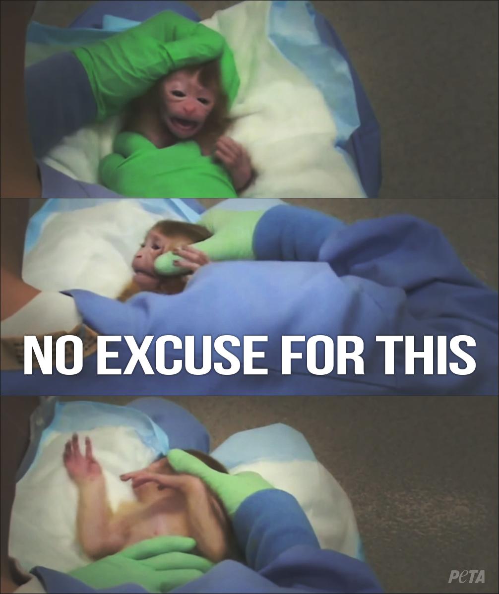 peta's tweet photo. Forcing an infant's head from side to side is NOT SCIENCE.

Tell @NIH 2 STOP: http://t.co/q7dzgH1Xen #StopAnimalTests http://t.co/eNeMiTLpNZ