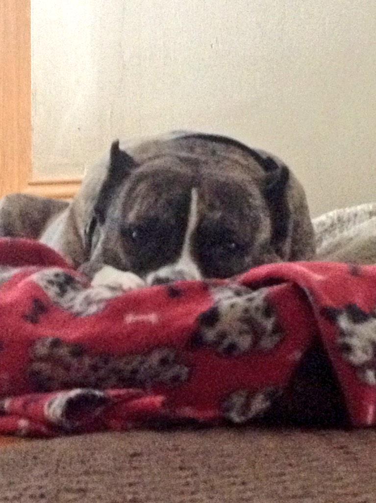 Can't wait to be home to see this guy #stud 🐶