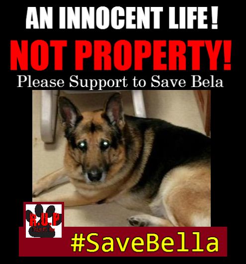 RaiseUrPaw's tweet photo. Pls #RT &amp; Support hashtag #SaveBella -Save an Innocent life &amp; show Animals are not property. http://t.co/te3LZf7FO3 http://t.co/yfTGql6Dzz