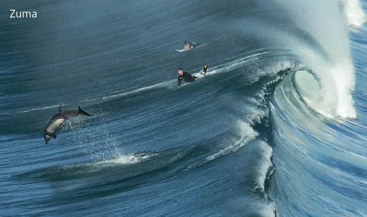 WSJ's tweet image. A dolphin at Black's Beach in San Diego. The best photos of 2014: on.wsj.com/1zzeisp