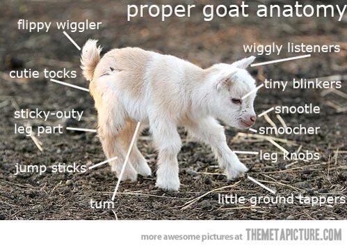 RudyAlleyne's tweet image. Didn't know a goat's anatomy was so, um, technical? #GoatFun