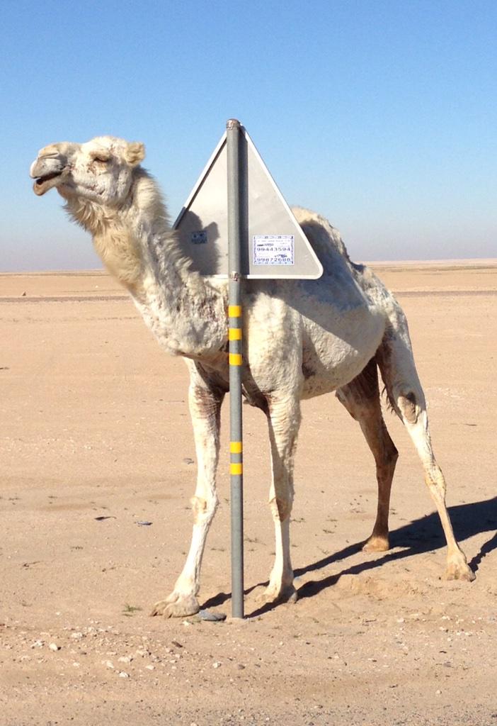Q8livin's tweet photo. @CamelPics #camel pics http://t.co/BtElEZztgW