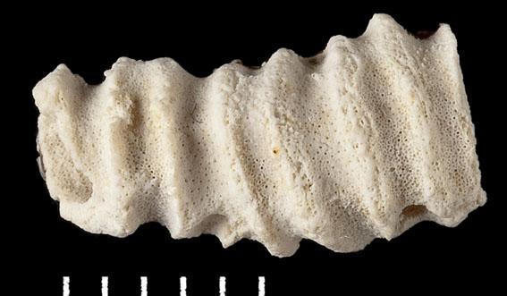 NHM_Bryozoa tweet media