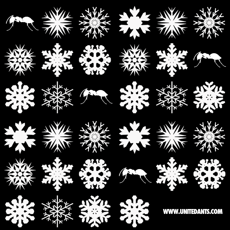 Merry Christmas COLONY! #xmas #unitedants #musicistheantswer